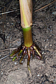 Roots of a corn plant