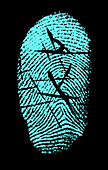 Fingerprint Mutilation