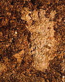 Footprint Petroglyph,California