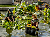 Gardeners Tend to lilies,New York