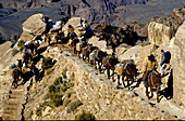 Caravan Mules on Kaibab Trail