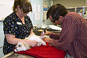 Veterinarian uses Laser Therapy on Dog