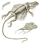 Flying Lizard,Illustration