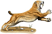 Saber-Toothed,Illustration