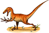 Velociraptor,Illustration