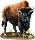 American Bison,Illustration