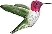 Anna's Hummingbird,Illustration