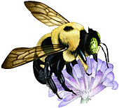Common Eastern Bumble Bee,Illustration