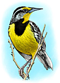 Eastern Meadowlark,Illustration