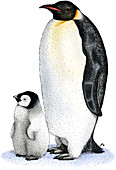 Emperor Penguin with Chick,Illustration