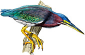 Green Heron,Illustration