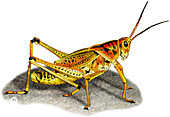 Lubber Grasshopper,Illustration