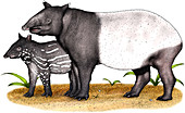 Malayan Tapir,Illustration