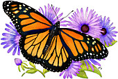 Monarch Butterfly,Illustration