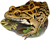 Pickerel Frog,Illustration