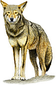 Red Wolf,Illustration