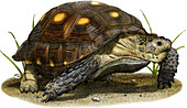 Texas Tortoise,Illustration
