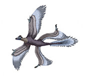 Microraptor,Illustration