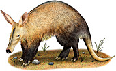 Aardvark,Illustration