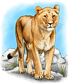 African Lioness,Illustration