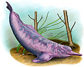 Amazon River Dolphin,Illustration