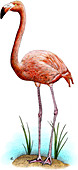 American Flamingo,Illustration