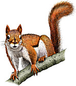 American Red Squirrel,Illustration