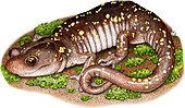 Arboreal Salamander,Illustration