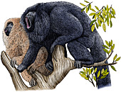 Black Howler Monkeys,Illustration