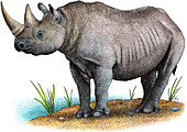 Black Rhinoceros,Illustration