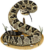 Black-Tailed Rattlesnake,Illustration
