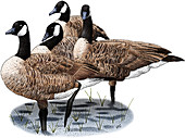 Canada Geese,Illustration