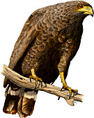 Common Black Hawk,Illustration