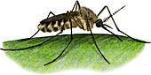 Common House Mosquito,Illustration