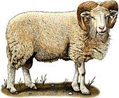 Cotswold Sheep,Illustration