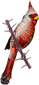 Desert Cardinal,Illustration