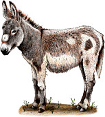 Domestic Donkey,Illustration
