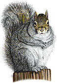 Eastern Gray Squirrel,Illustration