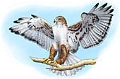 Ferruginous Hawk,Illustration