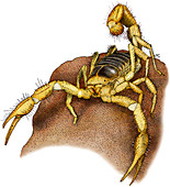 Giant Desert Hairy Scorpion,Illustration