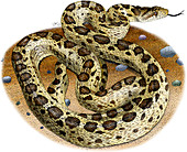 Gopher Snake,Illustration