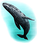 Gray Whale,Illustration