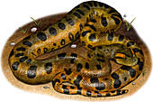 Green Anaconda,Illustration