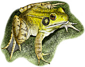 Green Frog,Illustration