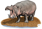 Hippopotamus,Illustration