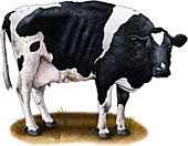 Holstein Cow,Illustration