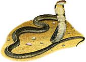 King Cobra,Illustration