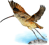 Long-Billed Curlew,Illustration