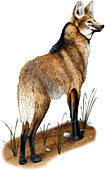 Maned Wolf,Illustration
