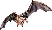 Mexican Free-Tailed Bat,Illustration